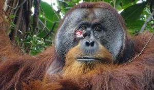Observan por primera vez a un orangután curarse con una planta medicinal