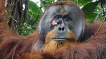 Observan por primera vez a un orangután curarse con una planta medicinal