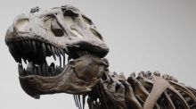 El 'Tyrannosaurus rex' no era tan inteligente como pensaban los científicos