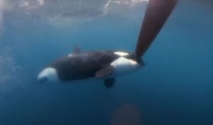 Un nuevo ataque de orcas hunde un velero en el estrecho de Gibraltar