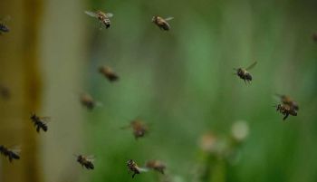 Millones de insectos migran cada año por un corredor en los Pirineos