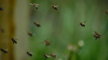 Millones de insectos migran cada año por un corredor en los Pirineos