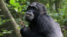 Los chimpancés comen plantas medicinales para curarse las heridas