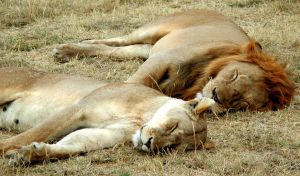 Las redes sociales de los leones, sorprendentemente parecidas a las humanas