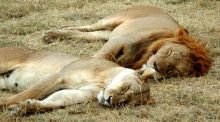 Las redes sociales de los leones, sorprendentemente parecidas a las humanas