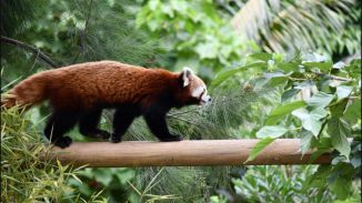 Llega al Zoo de Barcelona una hembra de panda rojo, en peligro de extinción