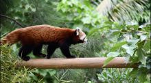 Llega al Zoo de Barcelona una hembra de panda rojo, en peligro de extinción