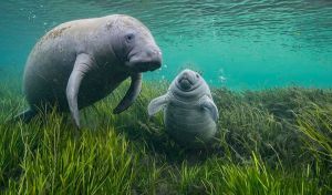 Wildlife Photographer of the Year: las mejores imágenes de naturaleza de 2024