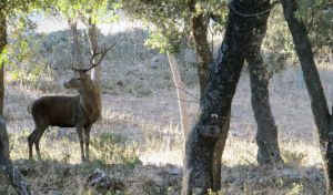 La berrea del ciervo, un espectáculo natural que une fauna y turismo responsable