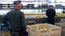 Cuatro detenidos por vender dos millones de kilos de frutas y verduras como productos ecológicos