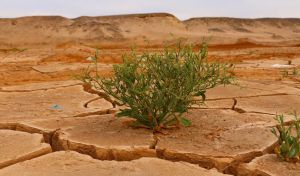 El cambio climático intensifica la aparición de olas de calor extremas