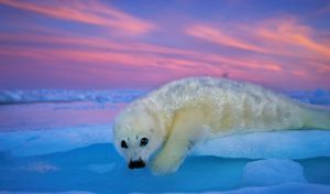 La muestra de fotografías de National Geographic Colores del mundo llega a Santander