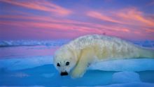 La muestra de fotografías de National Geographic Colores del mundo llega a Santander