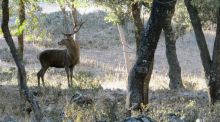 Un fallecido y dos heridos por el ataque de un ciervo en una finca de Granada