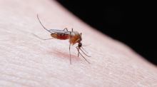 Los anticuerpos maternos interfieren en la respuesta a la vacuna contra la malaria