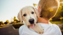 Los perros prefieren la textura a la forma al elegir un objeto