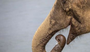 Muere una turista española al ser atacada por un elefante en Tailandia