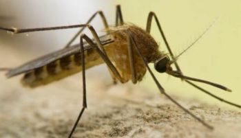 Detectado por primera vez el virus Sindbis en mosquitos del sureste de España