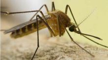 Detectado por primera vez el virus Sindbis en mosquitos del sureste de España