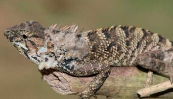 Descubren una nueva especie de iguana en China