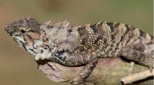Descubren una nueva especie de iguana en China