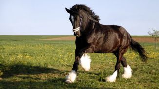 Una empresa de Marbella asegura que clonará caballos legendarios para subastarlos