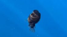 Avistan por primera vez un diablo negro: un legendario depredador del fondo marino