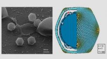 Aíslan un virus gigante, dos veces mayor que el de la gripe
