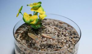 Crean un robot acuático y comestible capaz de monitorear la calidad del agua