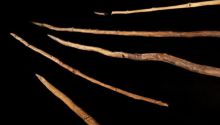Un nuevo estudio rebaja a 200.000 años la 'edad' de las lanzas de Schöningen