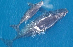 Descubren la razón por la cual las ballenas y otros animales marinos viven tantos años