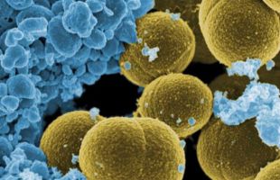Antibióticos y productos naturales frente a resistencia antimicrobiana