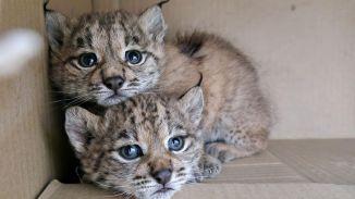 El lince ibérico alcanza un nuevo máximo histórico tras crecer un 19% en un año