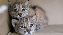 El lince ibérico alcanza un nuevo máximo histórico tras crecer un 19% en un año