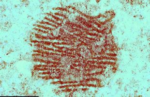 Hallada la huella dactilar de neandertal más antigua del mundo