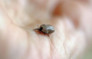 Qué hacer si te pica una garrapata: cómo evitarlas y retirarlas