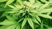 La diversidad génica del cannabis afianza su potencial biomédico