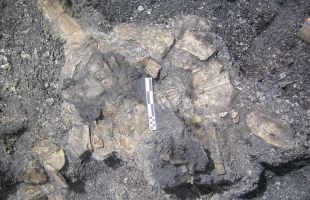 Descubren el esqueleto más completo de una tortuga de hace 110 millones de años