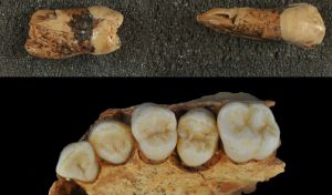 Un estudio dental ahonda en el vínculo entre neandertales y Homo sapiens