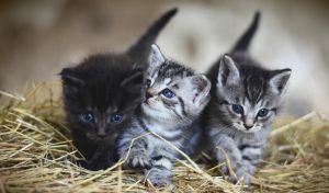 Brasil penará con cárcel a quien tatúe y haga piercings a perros y gatos