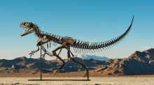 A la venta un esqueleto de Ceratosaurus a partir de cuatro millones de euros