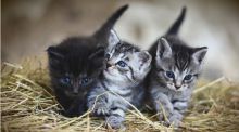 Brasil penará con cárcel a quien tatúe y haga piercings a perros y gatos