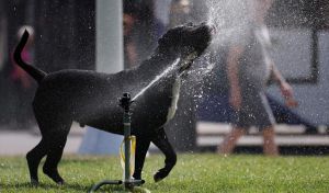 Inglaterra decreta alerta ámbar por calor: la temperatura alcanzará los 30 grados