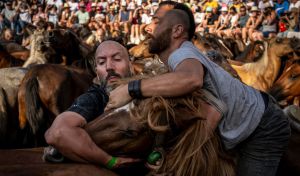 Sabucedo termina la rapa de 290 'bestas' que ya corren salvajes por los montes