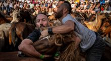 Sabucedo termina la rapa de 290 'bestas' que ya corren salvajes por los montes