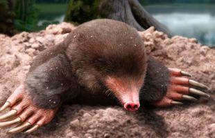 Descubierta una nueve especie de topo de 3,5 millones de años en Gerona