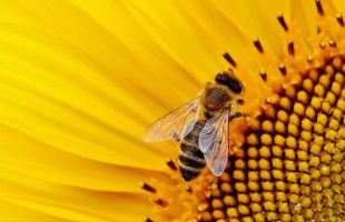 Demuestran los efectos del veneno de abeja sobre el sistema vascular