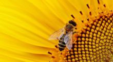 Demuestran los efectos del veneno de abeja sobre el sistema vascular