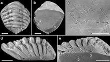 Hallado por primera vez un fósil de trilobites usado como amuleto por los romanos
