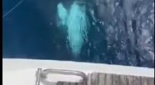 El inquietante momento en el que una orca golpea una embarcación en la costa vasca 